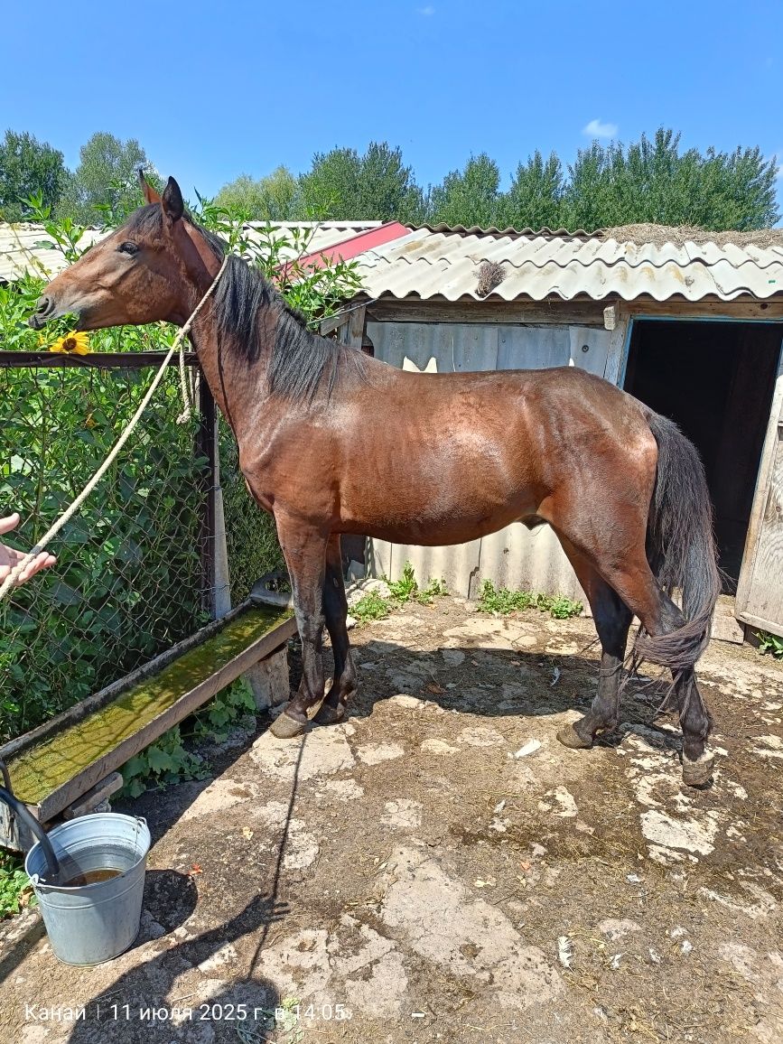 Продам жеребца, 2 года