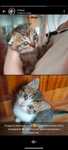 Отдам даром. Котята породы Веслоухий.