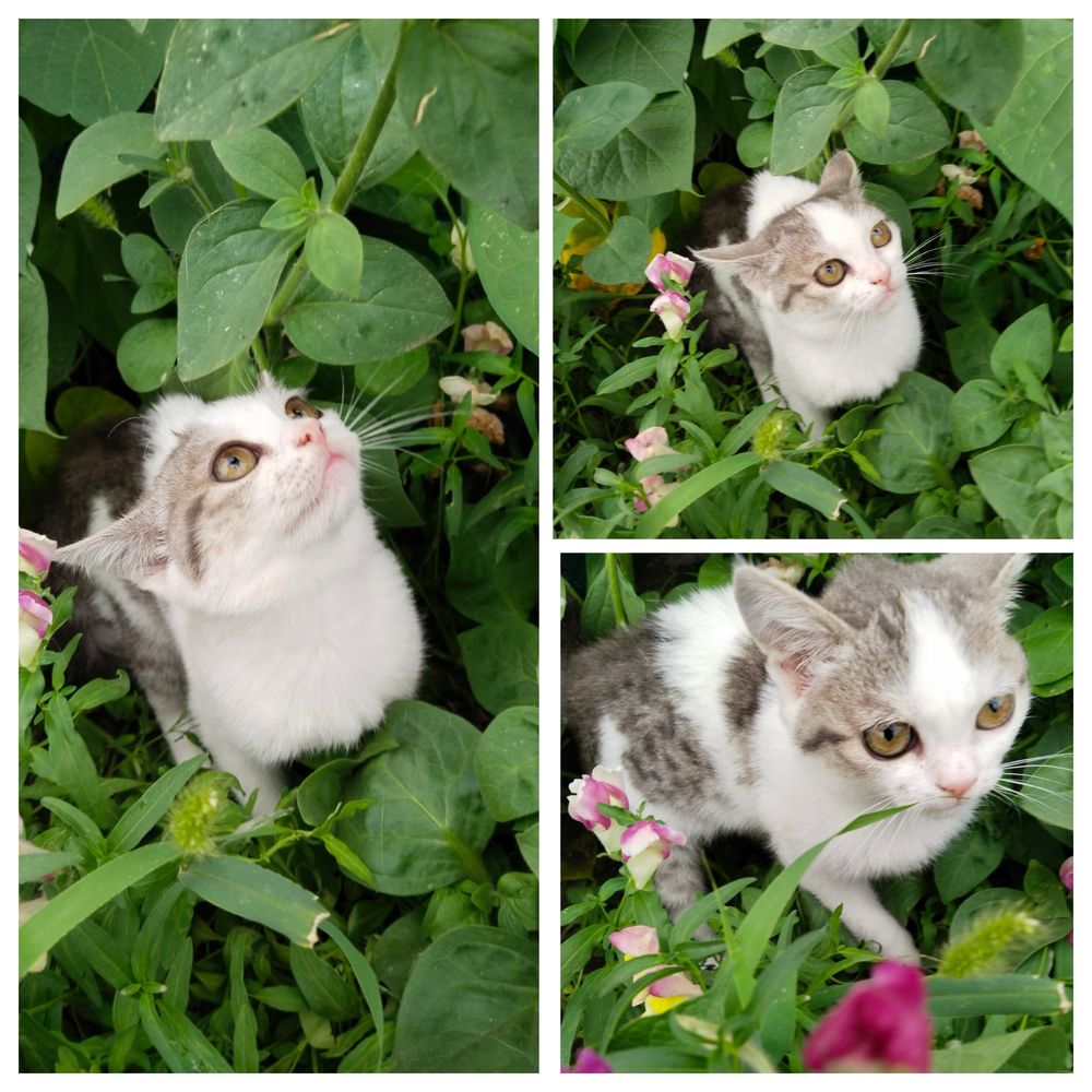 Кошка Котенок девочка поисках дома ! Костанай ! Привезем !
