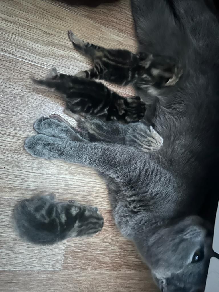 Вязка шотландский кот