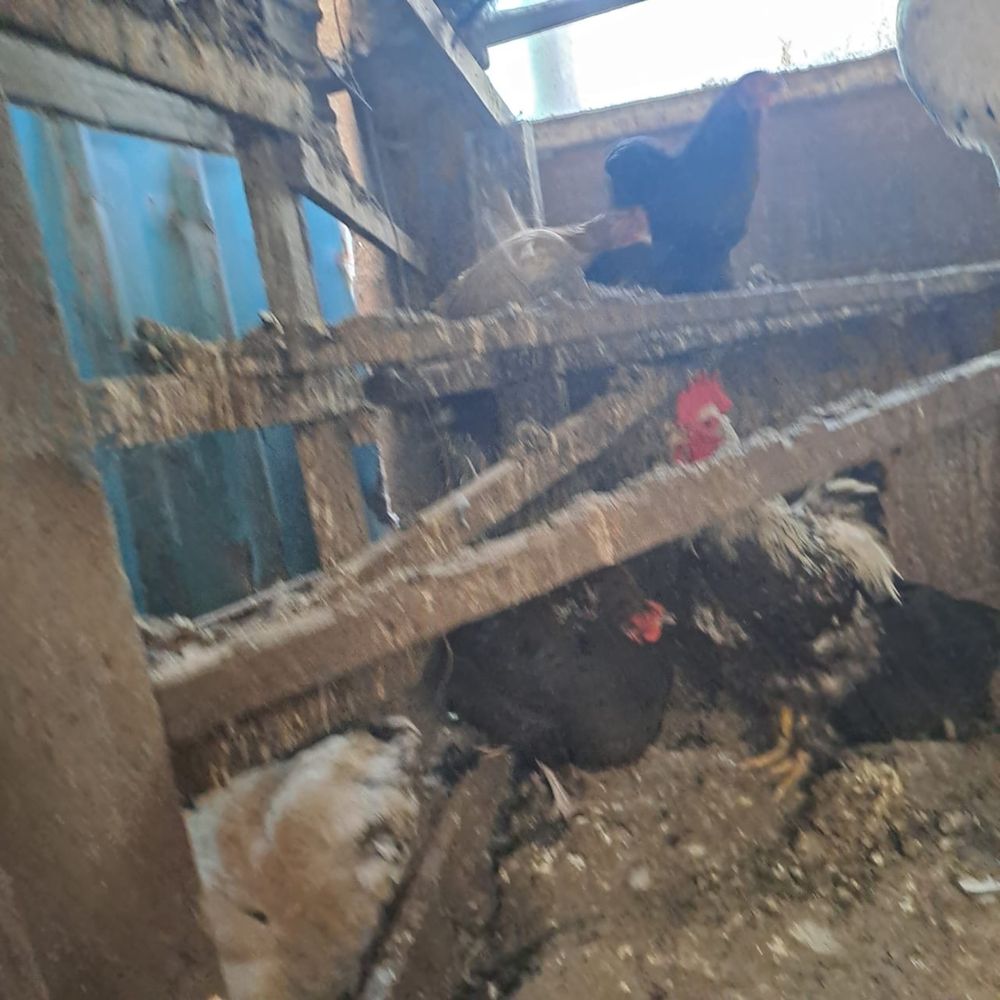 продам всех курей и петухов