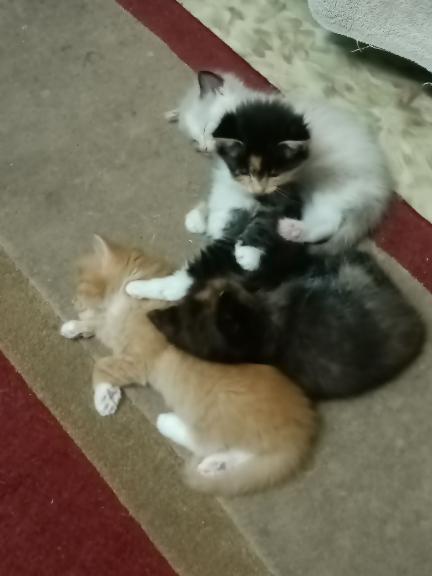 Кошки милые,хорошие руки бесплатно