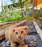 Котёнок бесплатно