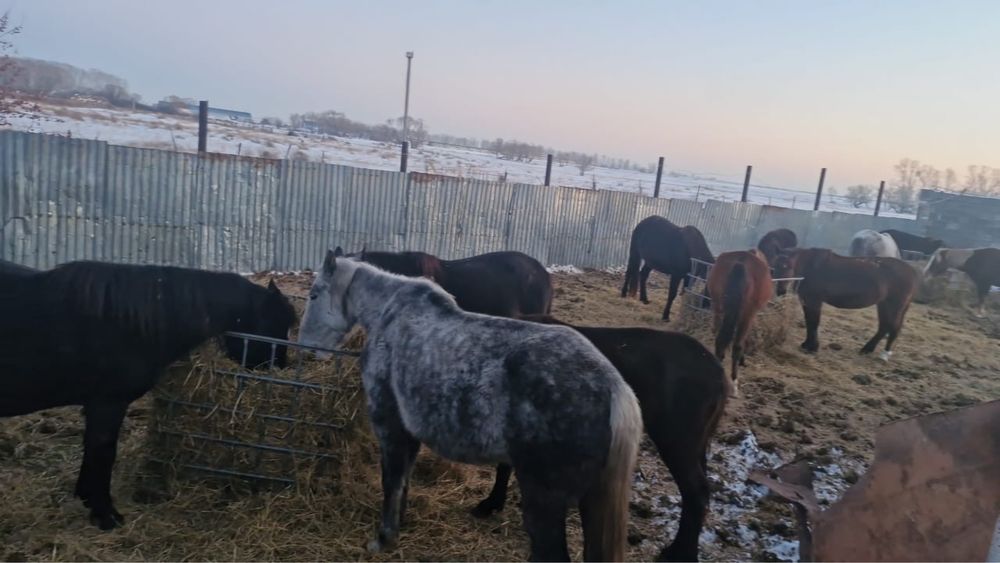 Все кобылы жерёбые все справные одна за полмиллиона