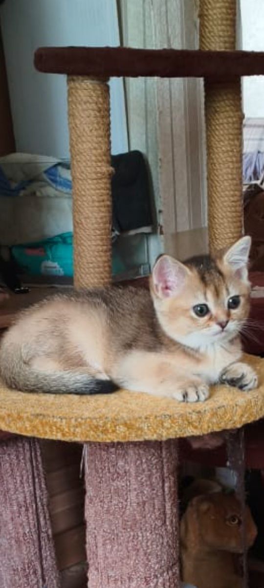 Британский котик