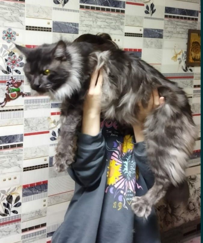 Один котёнок Мейн-кун