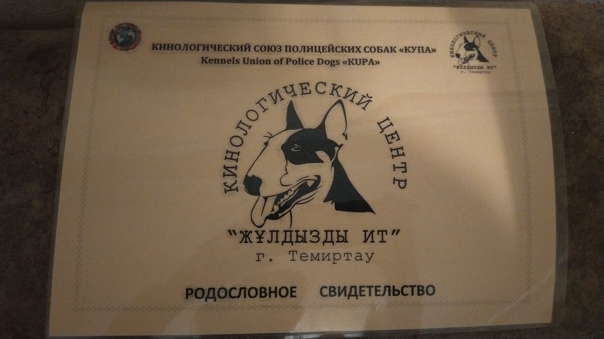 Мальчик шарпей предлагает вязку