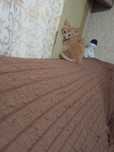 Отдам даром котят
