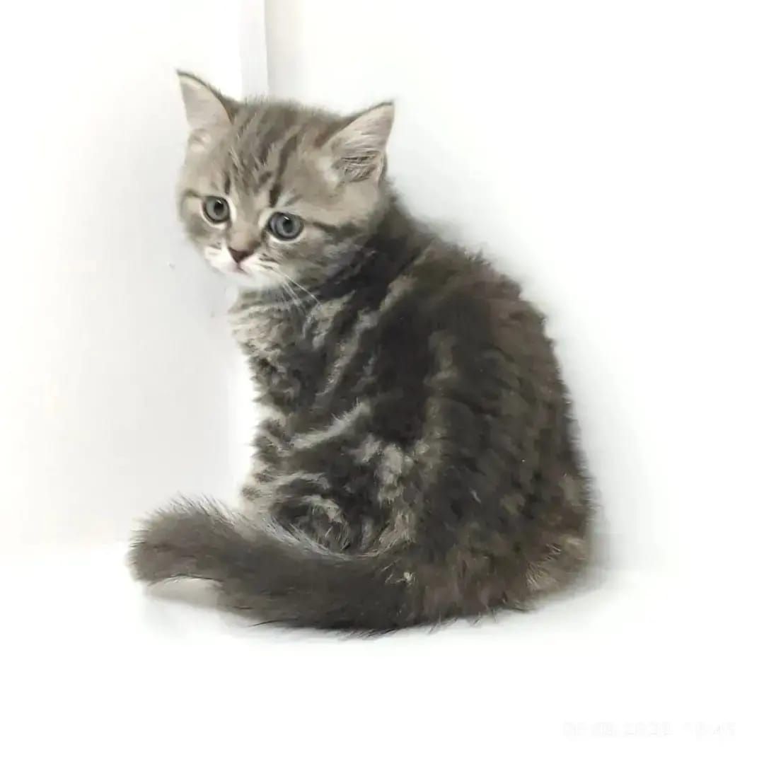 ШотЛанДскиЕ кОтяТки