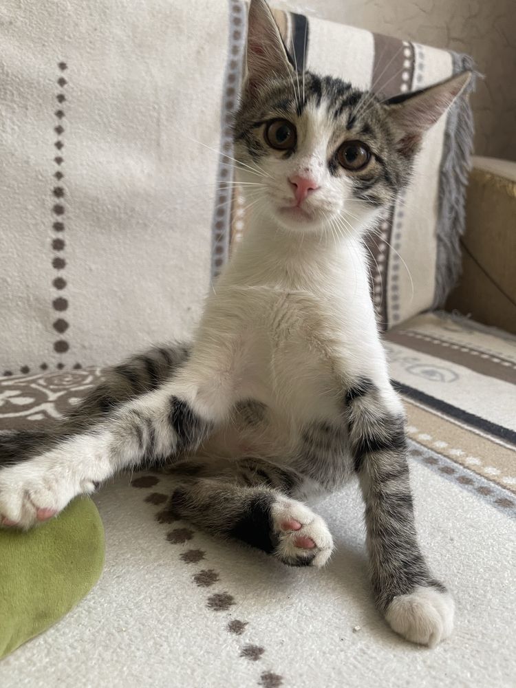 Отдам котят в добрые руки