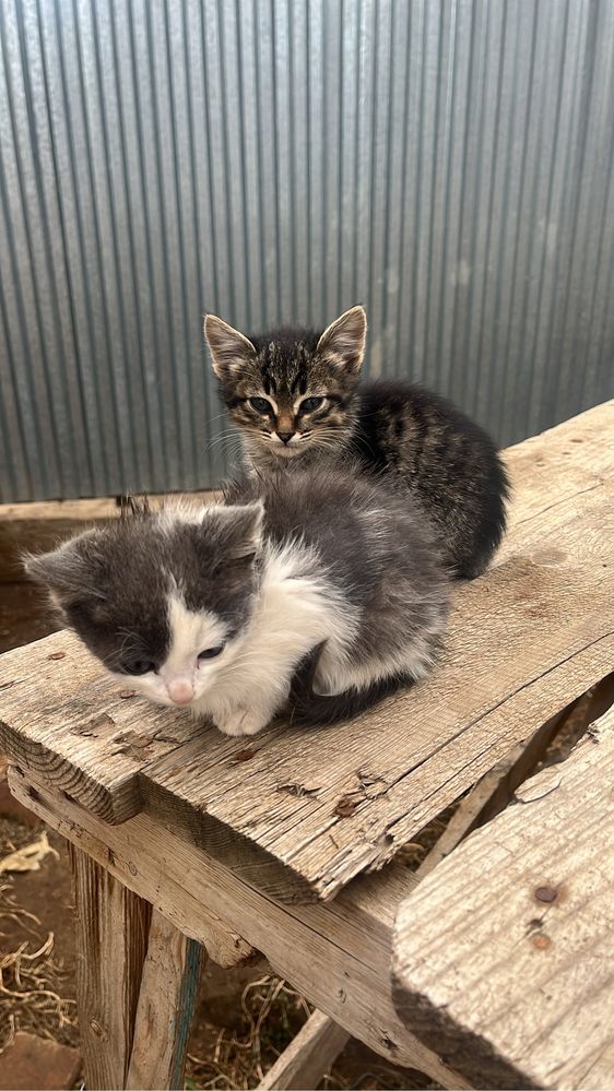 котята .помогите пристроить.