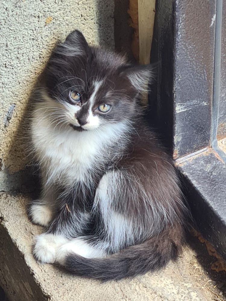 Котята ищут любящих хозяев