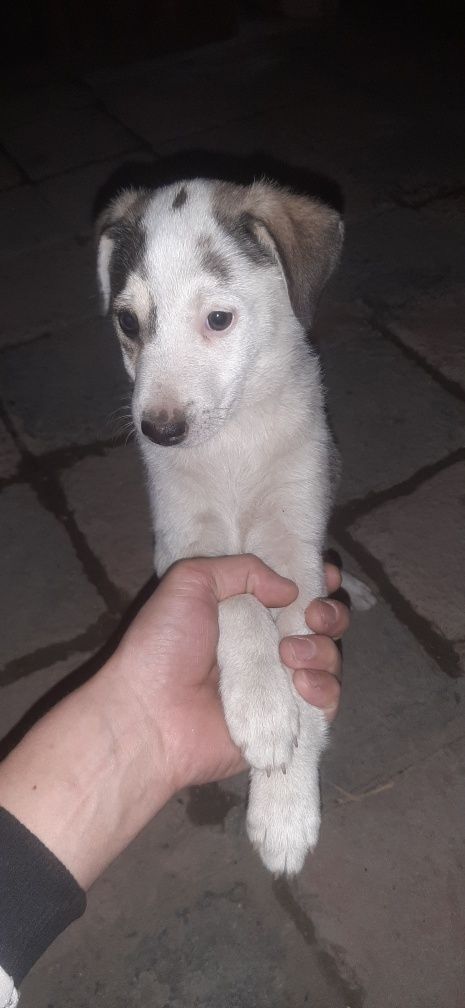 Собака бесплатно