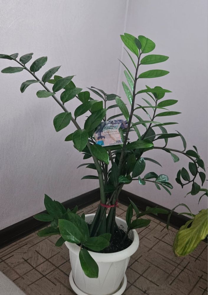 Продам комнатные цветы