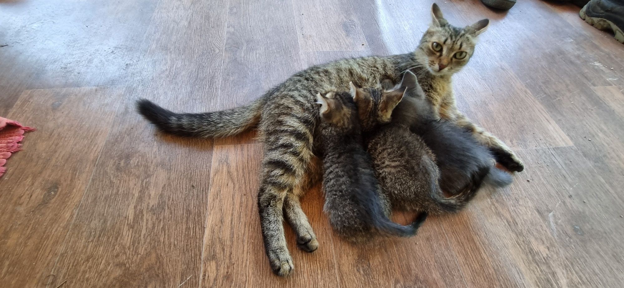 Отдам котят бесплатно