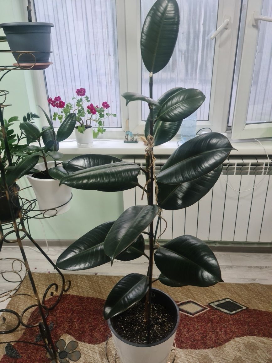 Цветы домашние, фикусы и др.