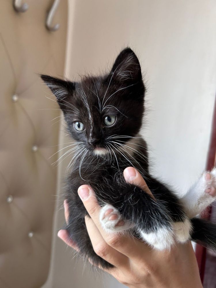 Отдам котят даром