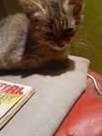 Отдам котят. Ручные, игривые, приучены к лотку. Почти 3 месяца.
