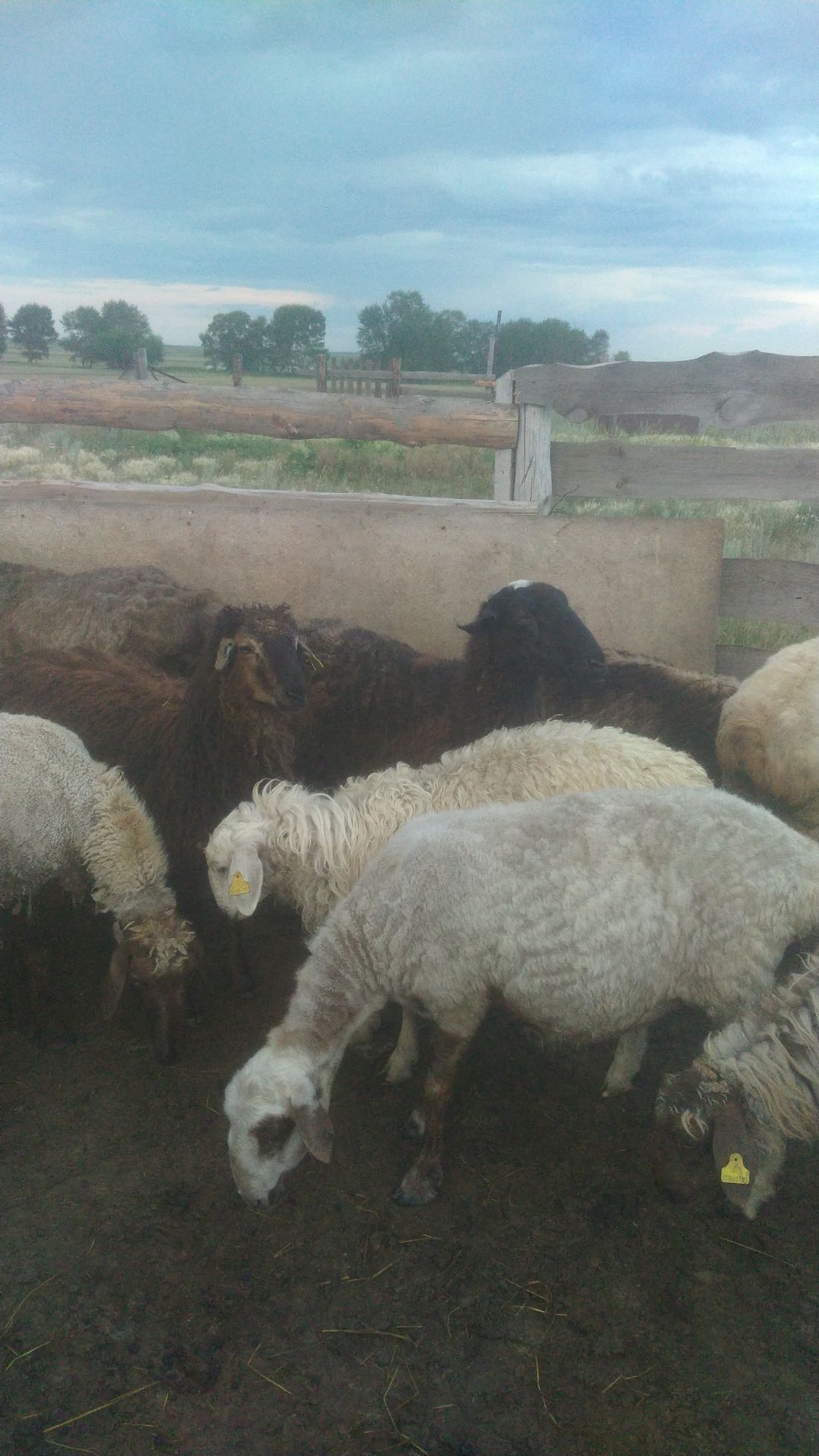 Продам баранов оптом
