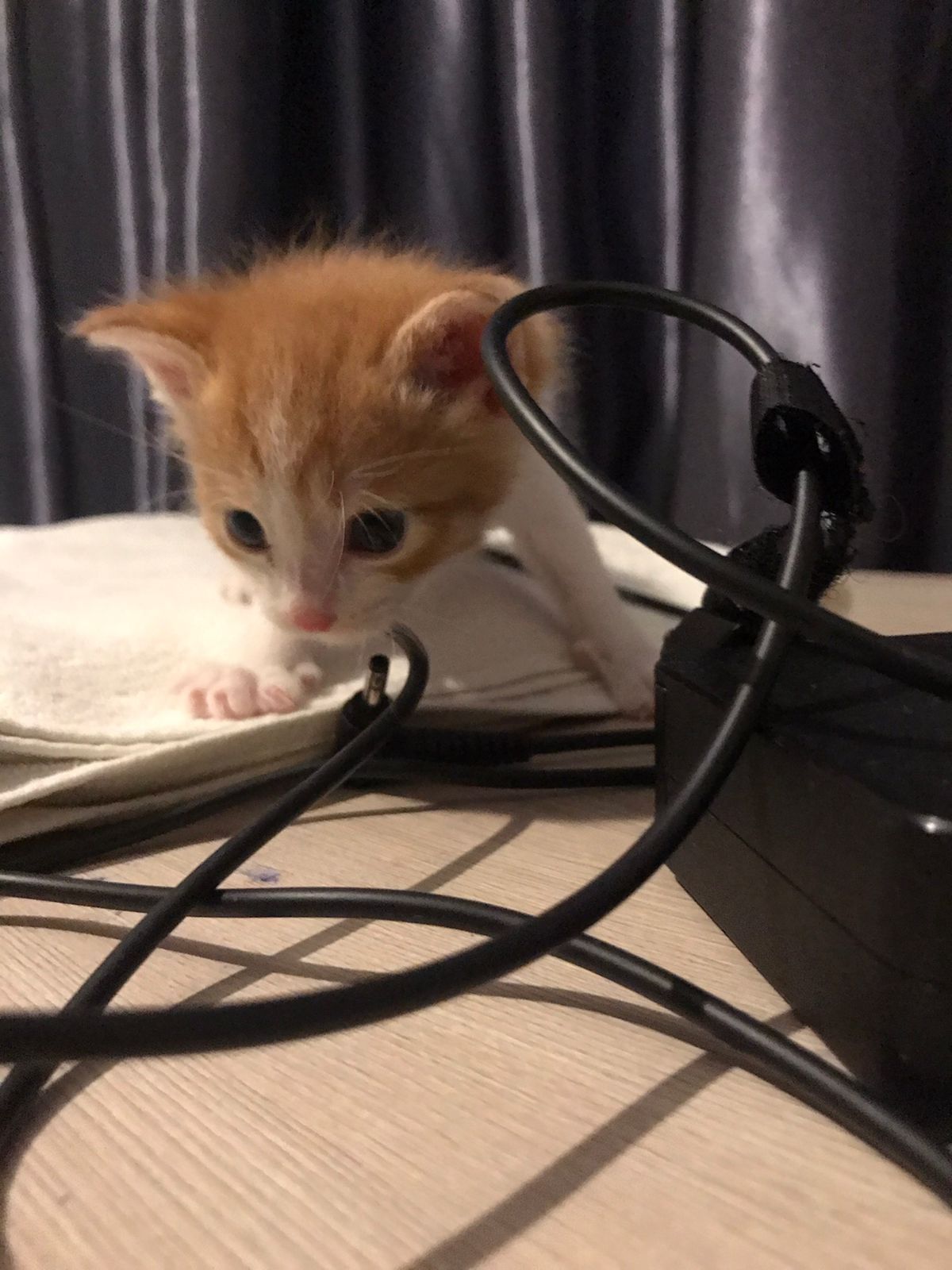 Отдам котенка в добрые руки