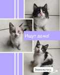 3 котенка мальчики 2 месяца ищут дома!