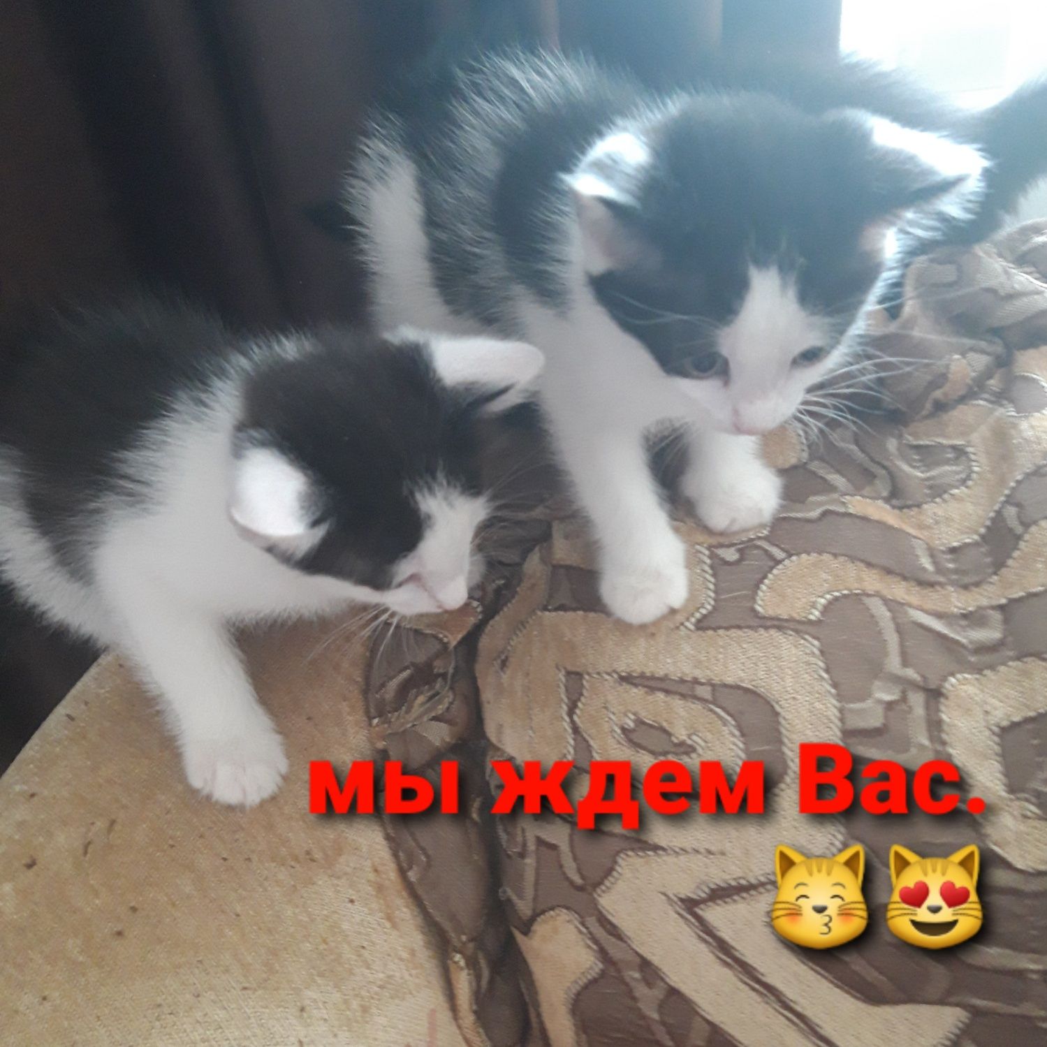 Котят отдам в добрые руки