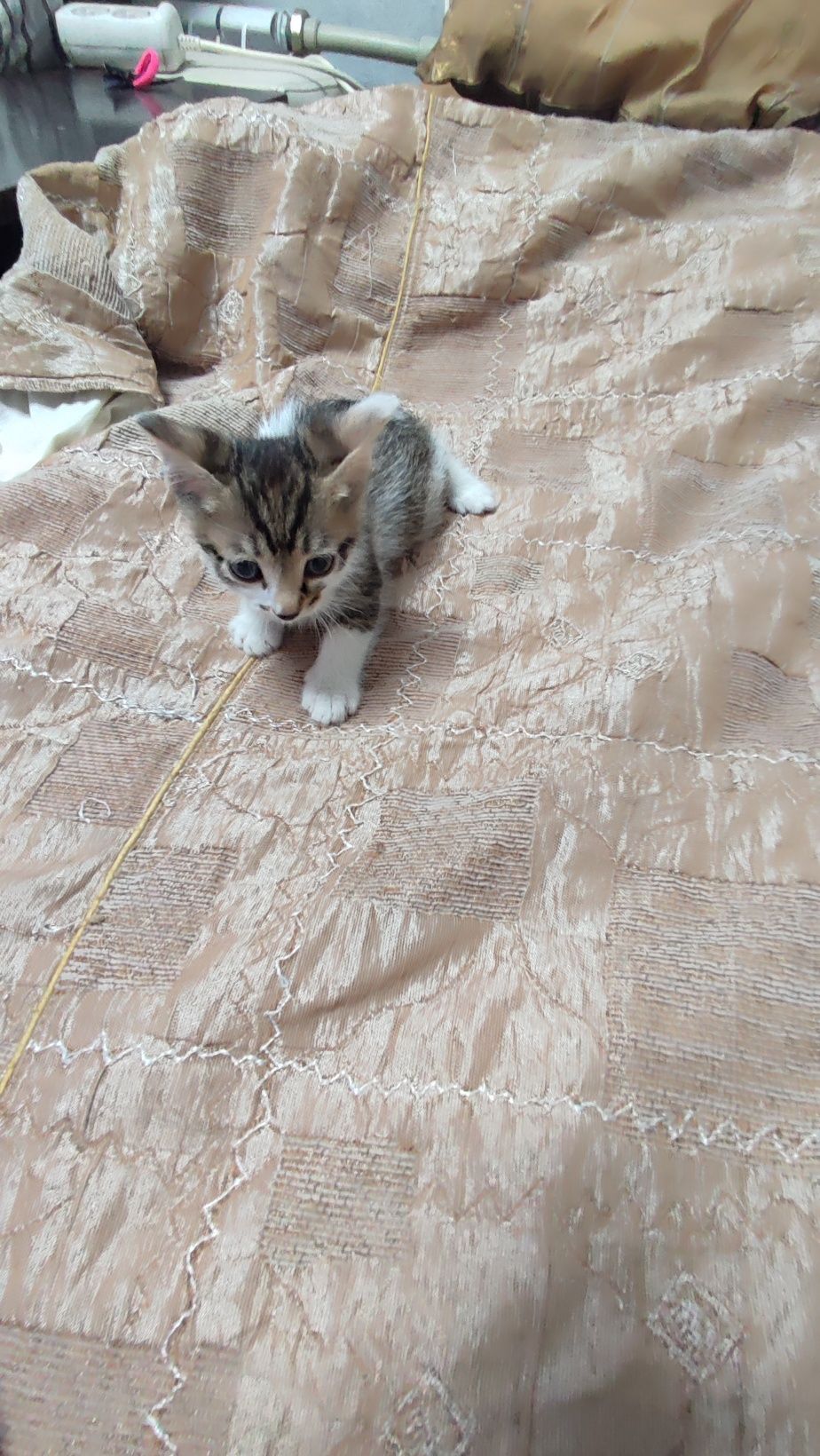 Котята отдам в хорошие руки