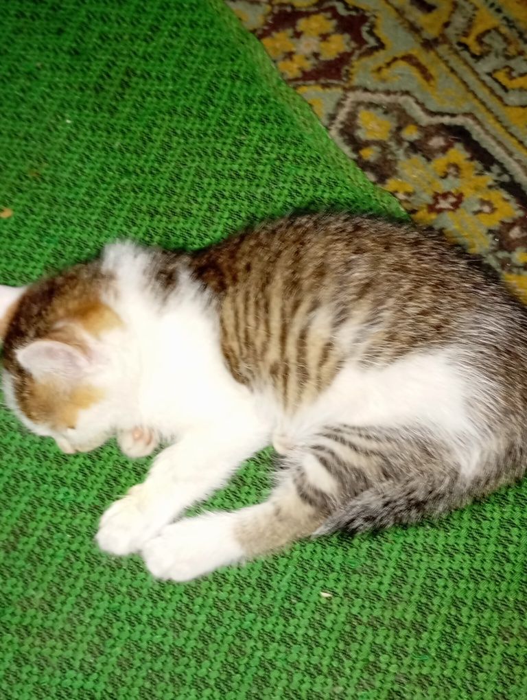 Отдам котят в хорошие руки