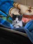 котенок ищет дом