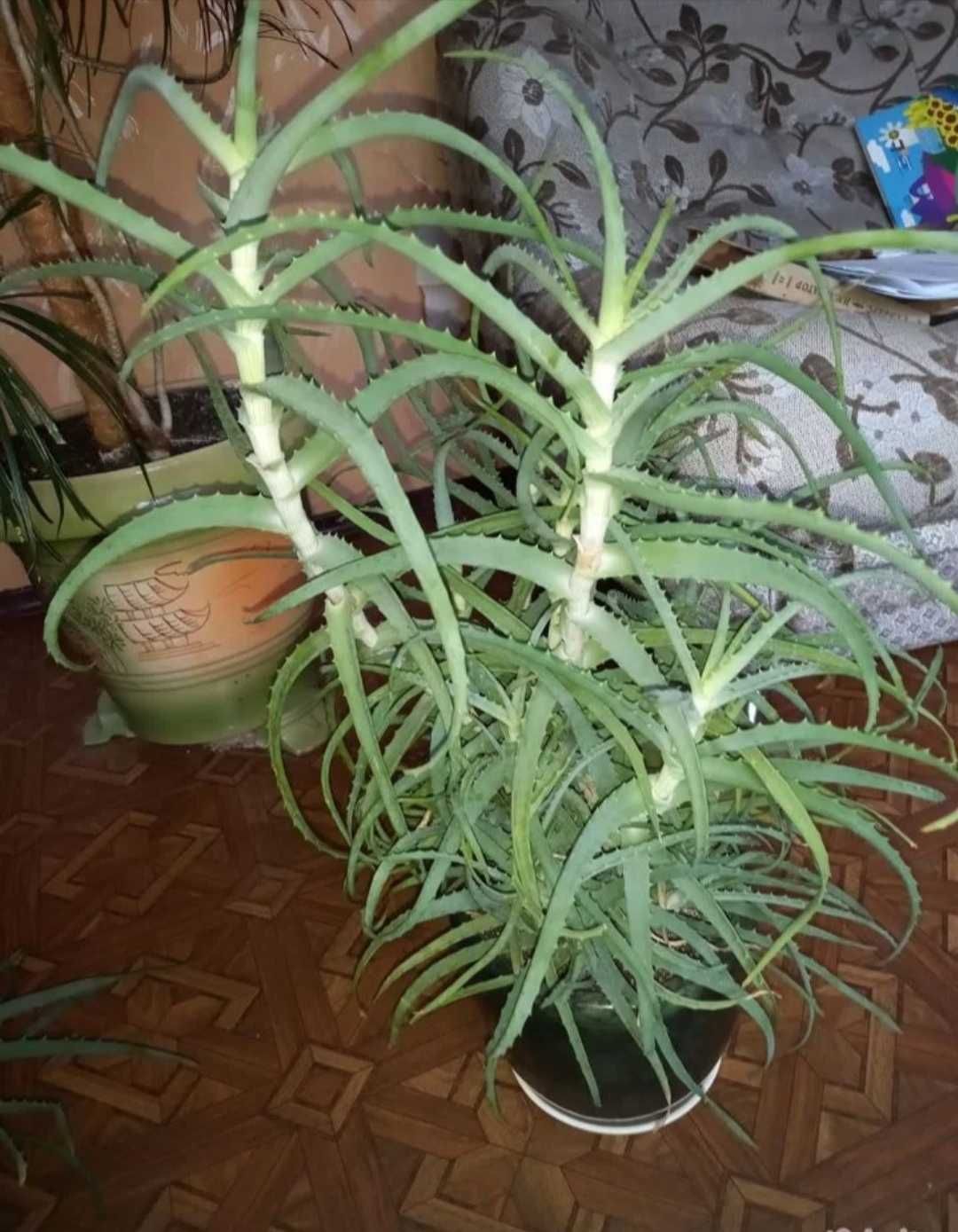 Алоэ лечебный продам