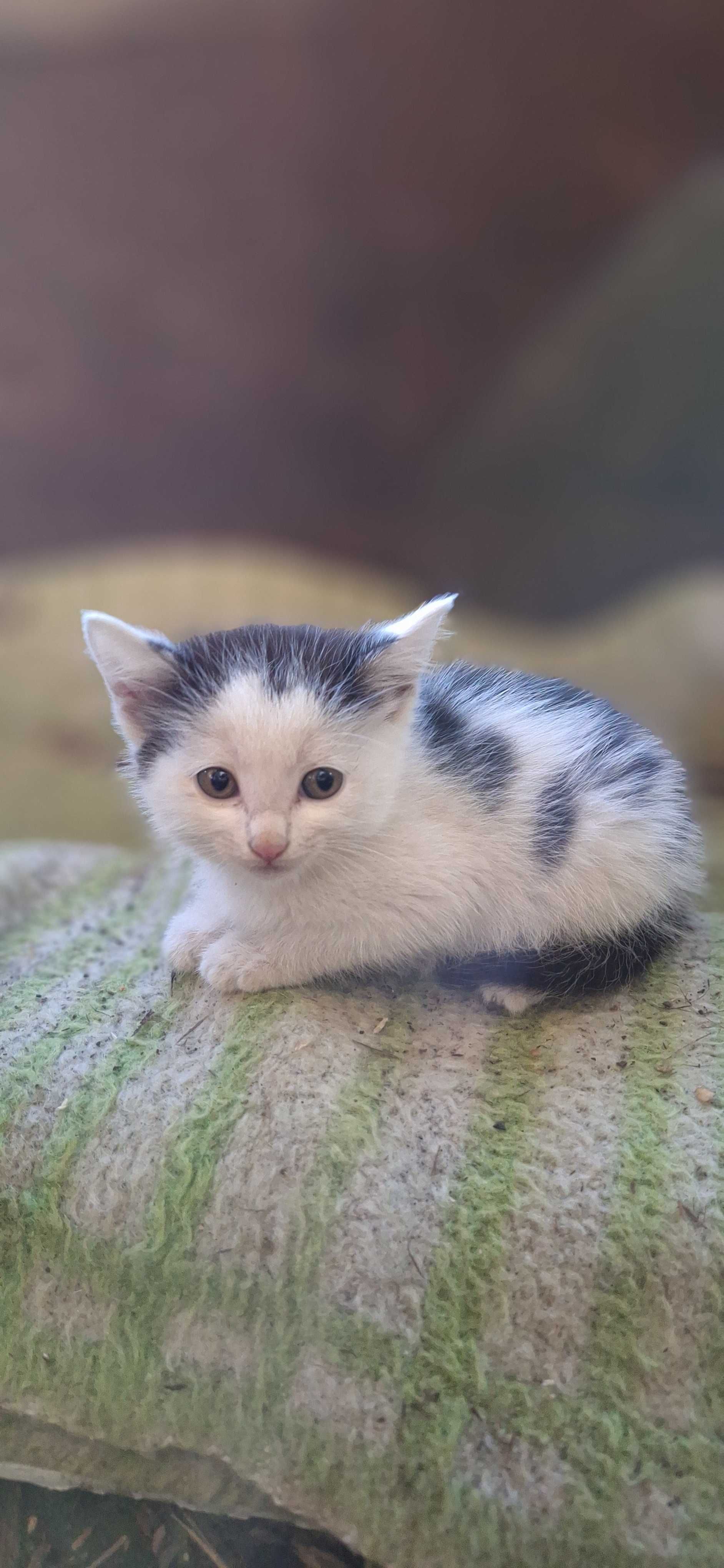 Милые котята (девочки) ищут уютный дом)