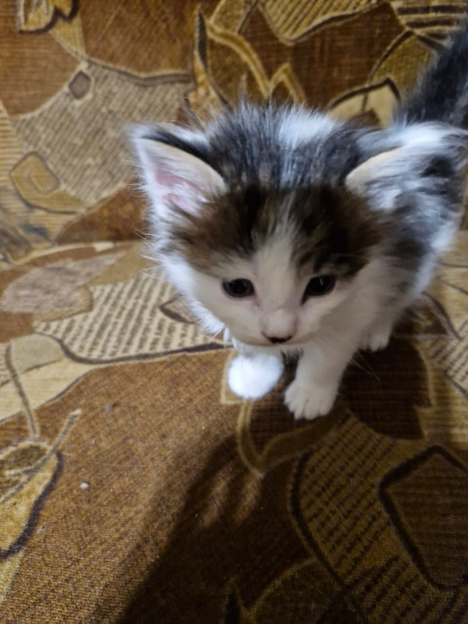 Продаю котят мейнкунов