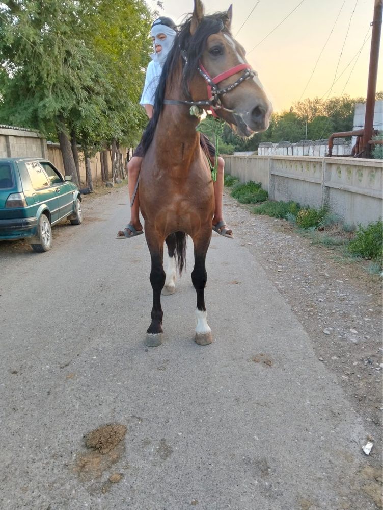 Жылқы айғыр 5 жасар