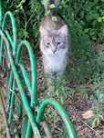 Котёнок 4-5 месяцев мальчик