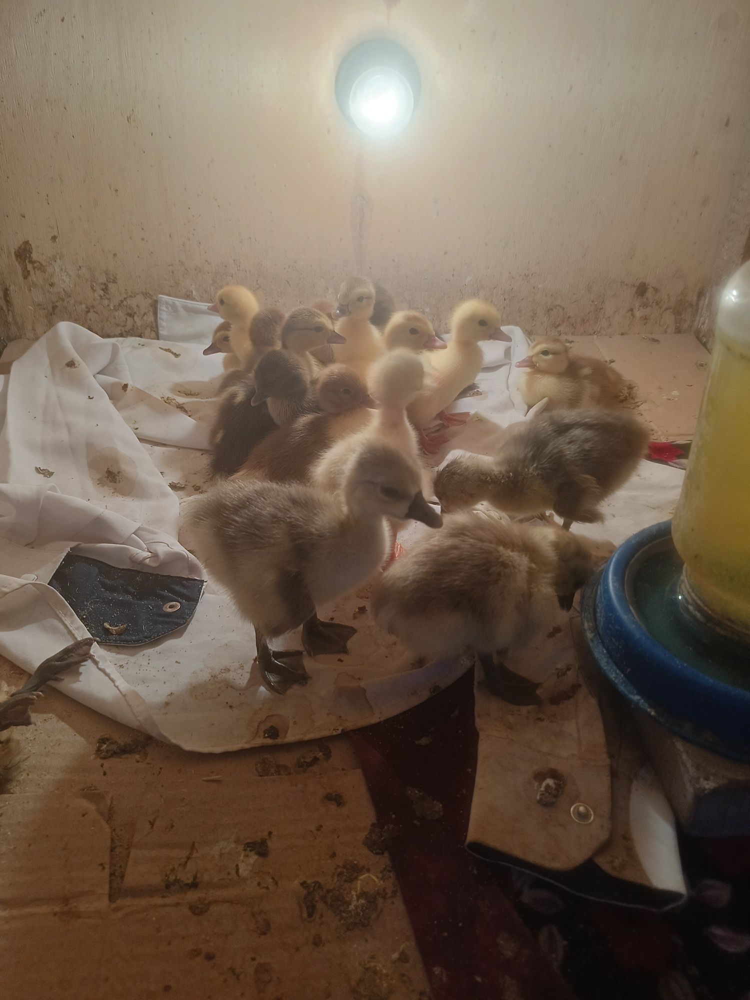 Продам  индоутят.
