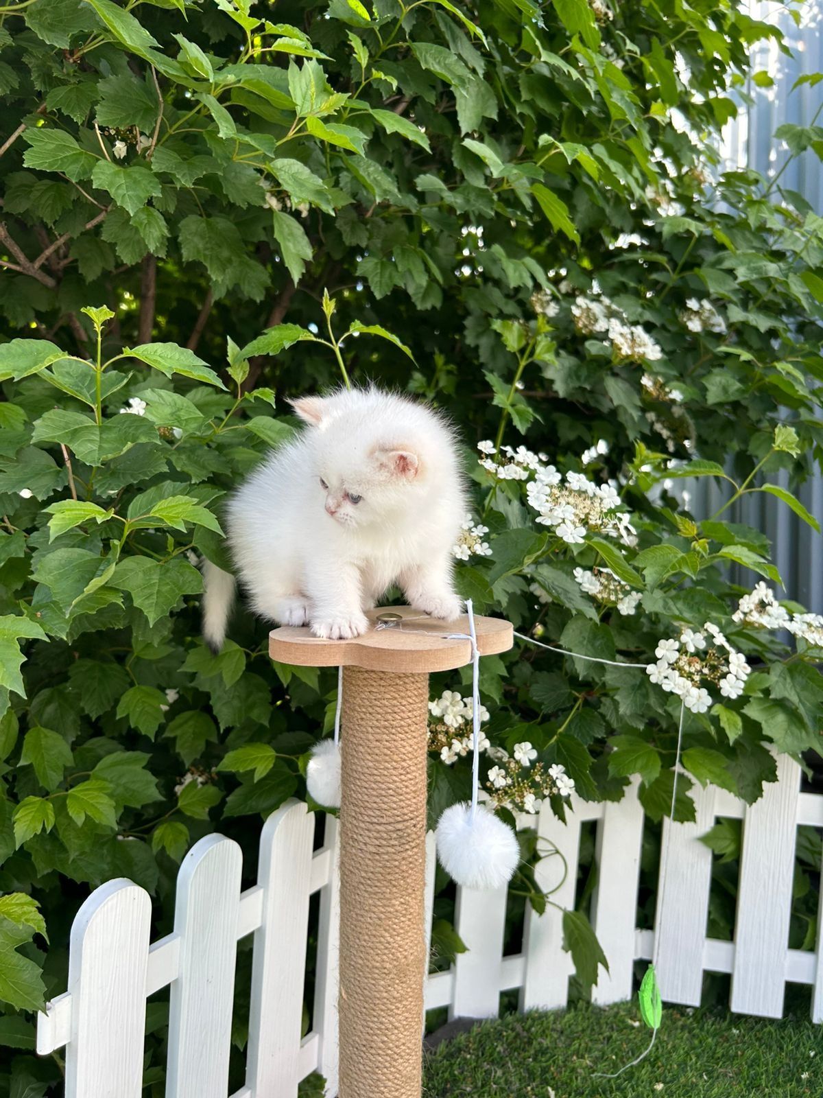 Котята готовы к переезду