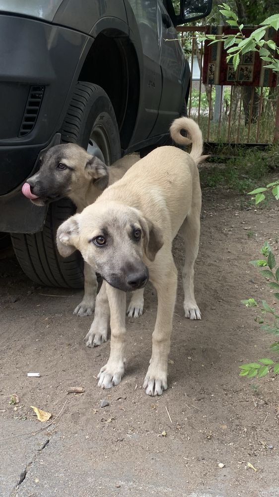 Отдам щенят бесплатно