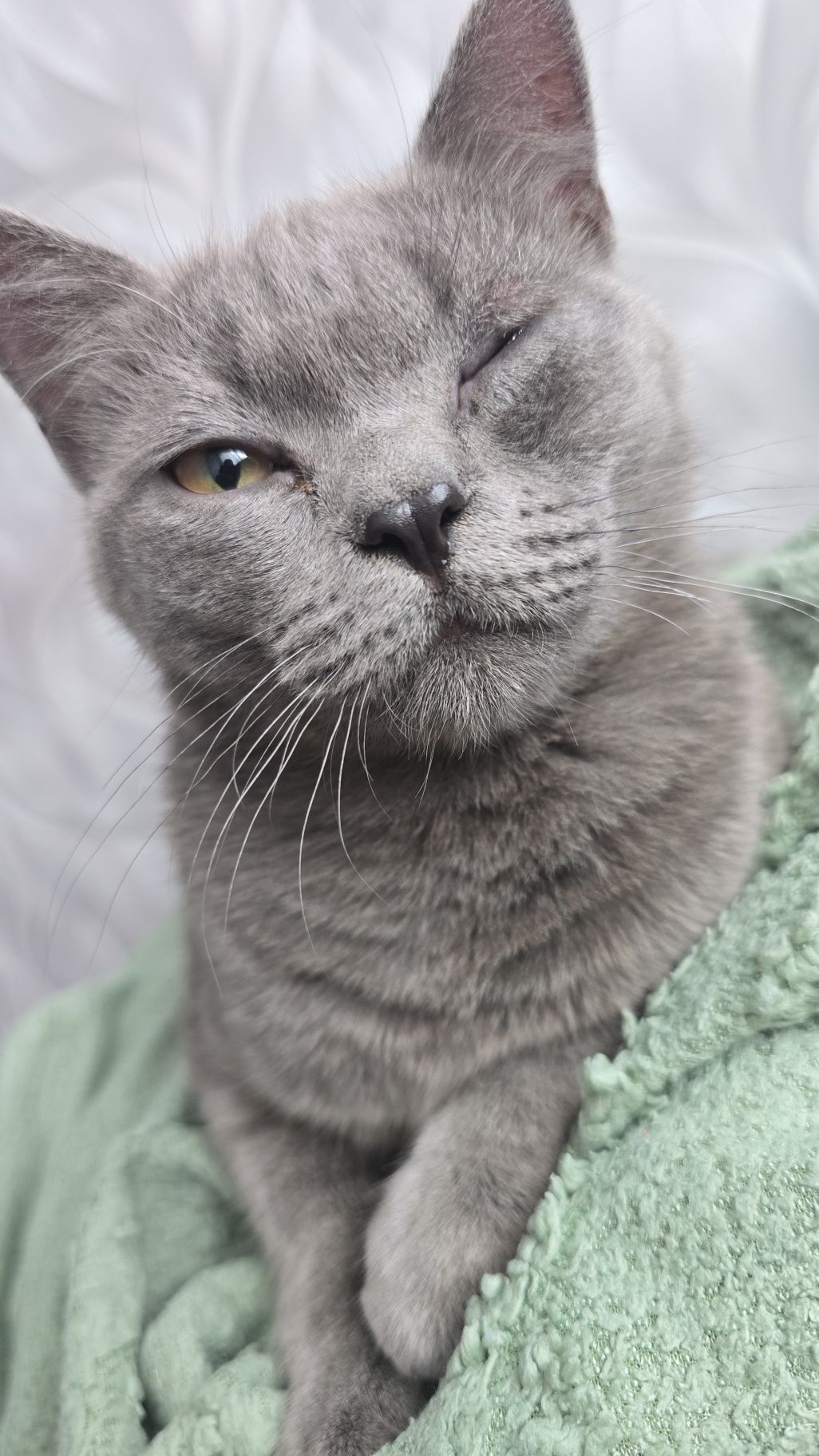 Отдам котиков, два мальчика