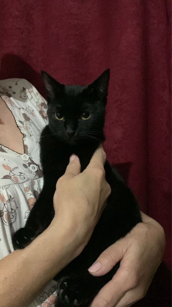 Кошечка отдам в хорошие руки