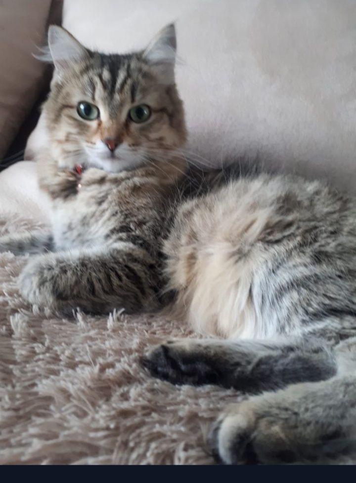 Кошка Сибирский с документами