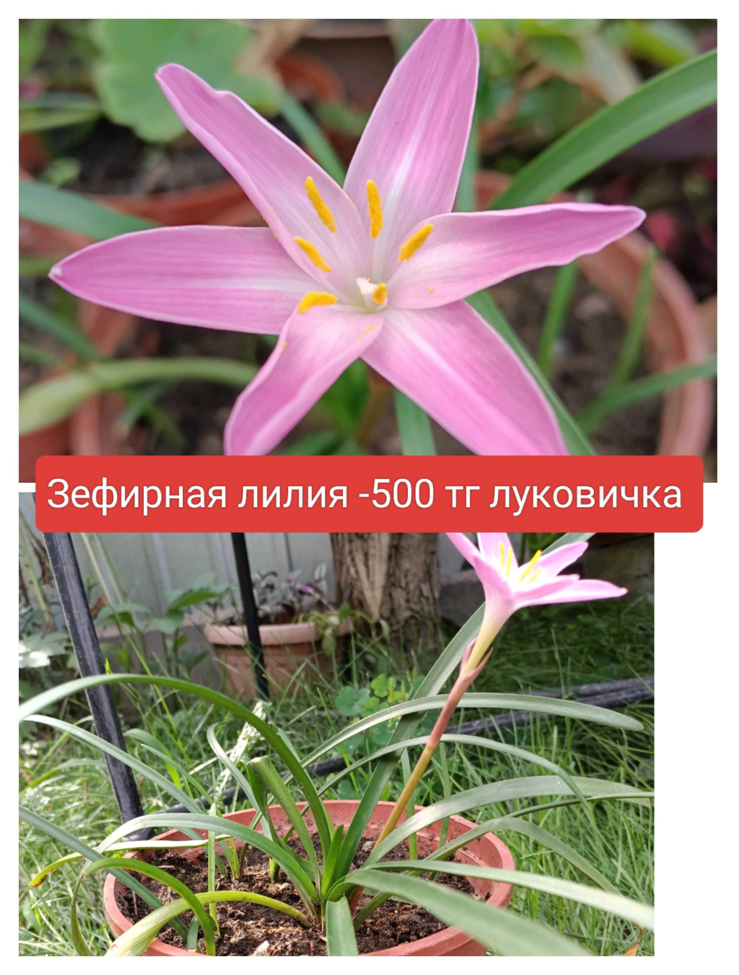 Комнатные растения,цветы