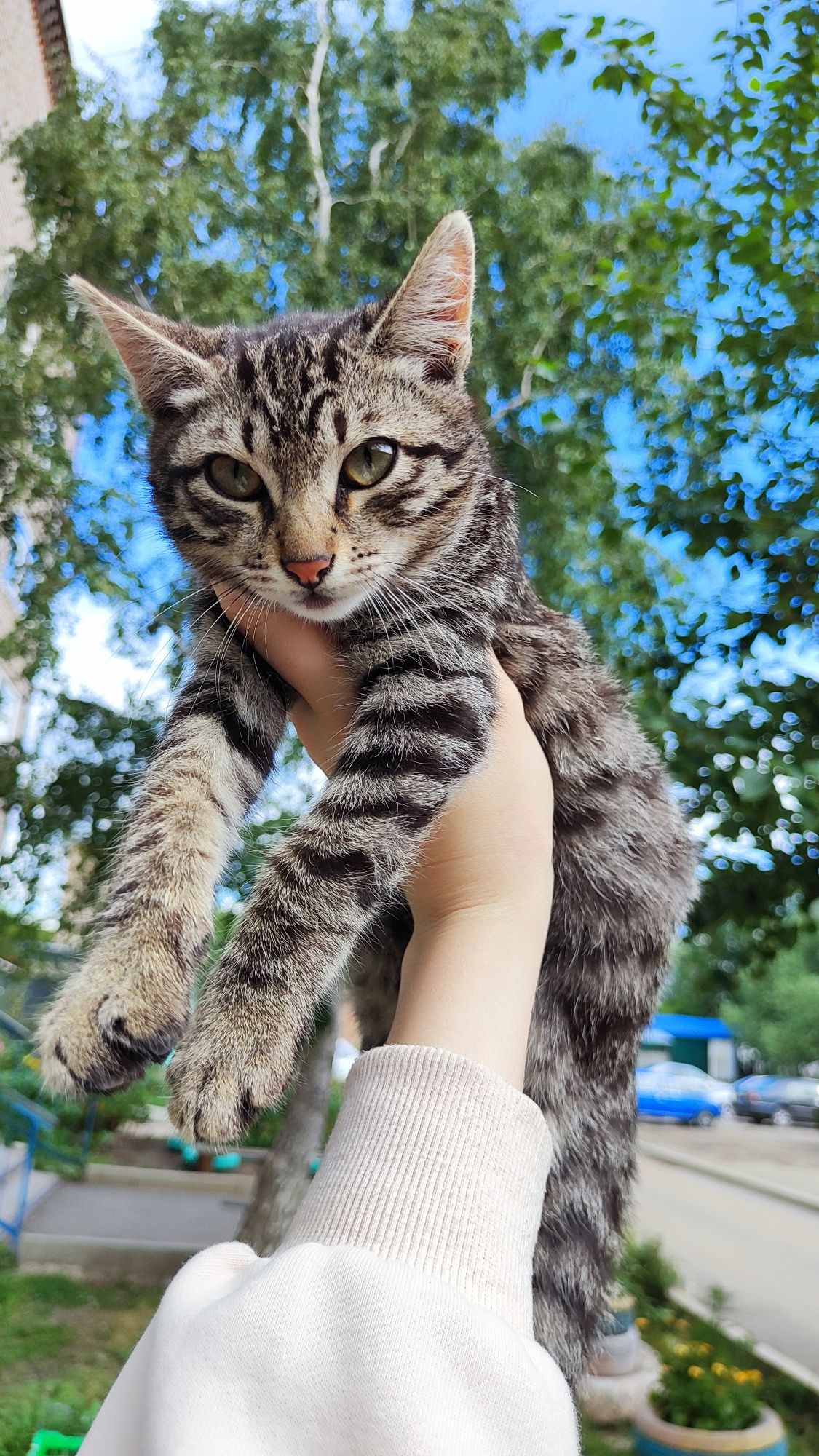 Отдам котят  в добрые руки