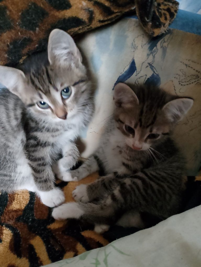 Котята. 2 месяца. 3 мальчика и 1 девочка.