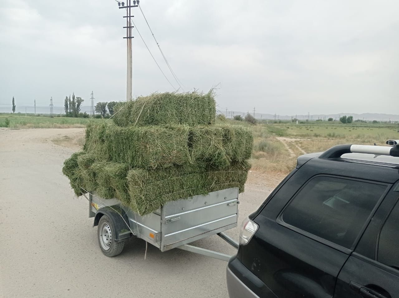 Клевер 2 укоса. Доставка по городу до 30 шт цена 2000тг