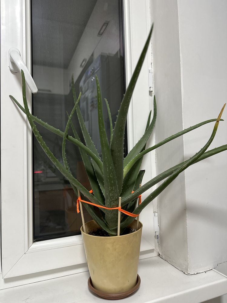Алоэ 4-5 летний