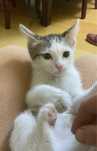 Отдам котенка, девочку 2,5 мес