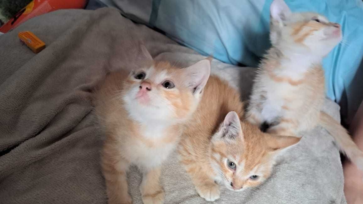 Бесплатно котята