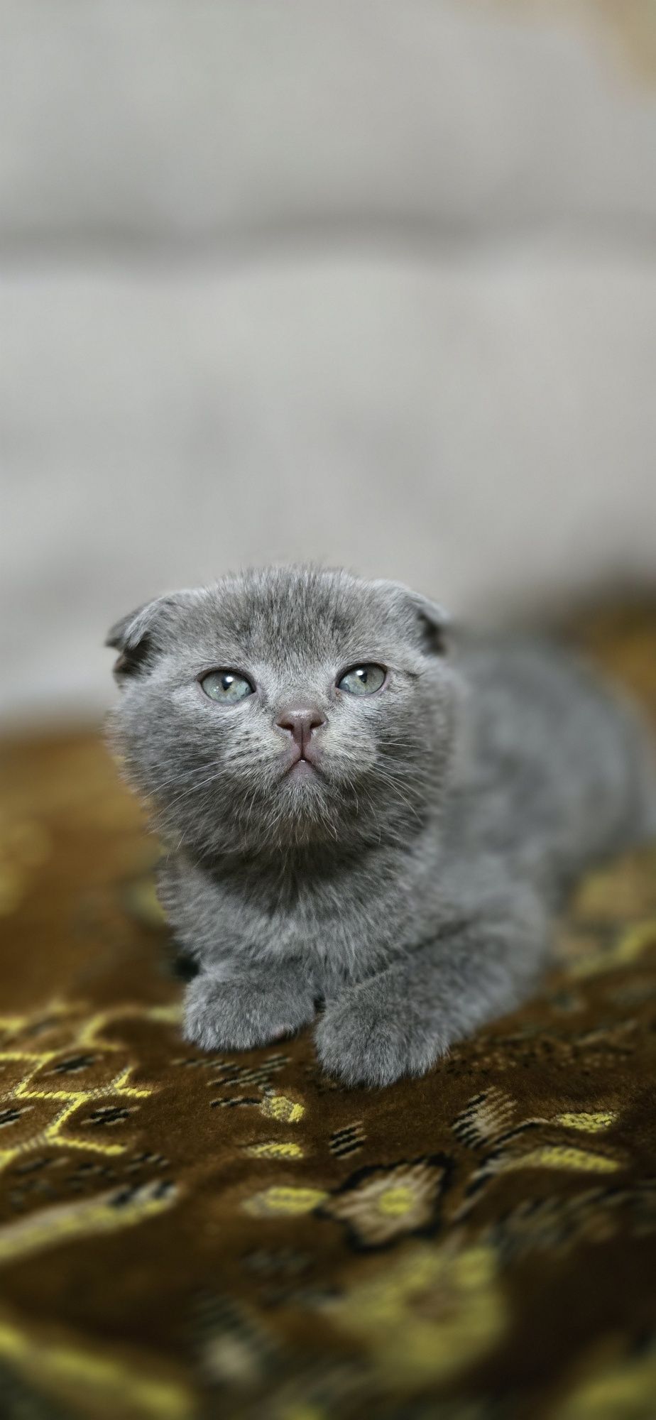 Котята Скотиш страйт и скотиш фолд