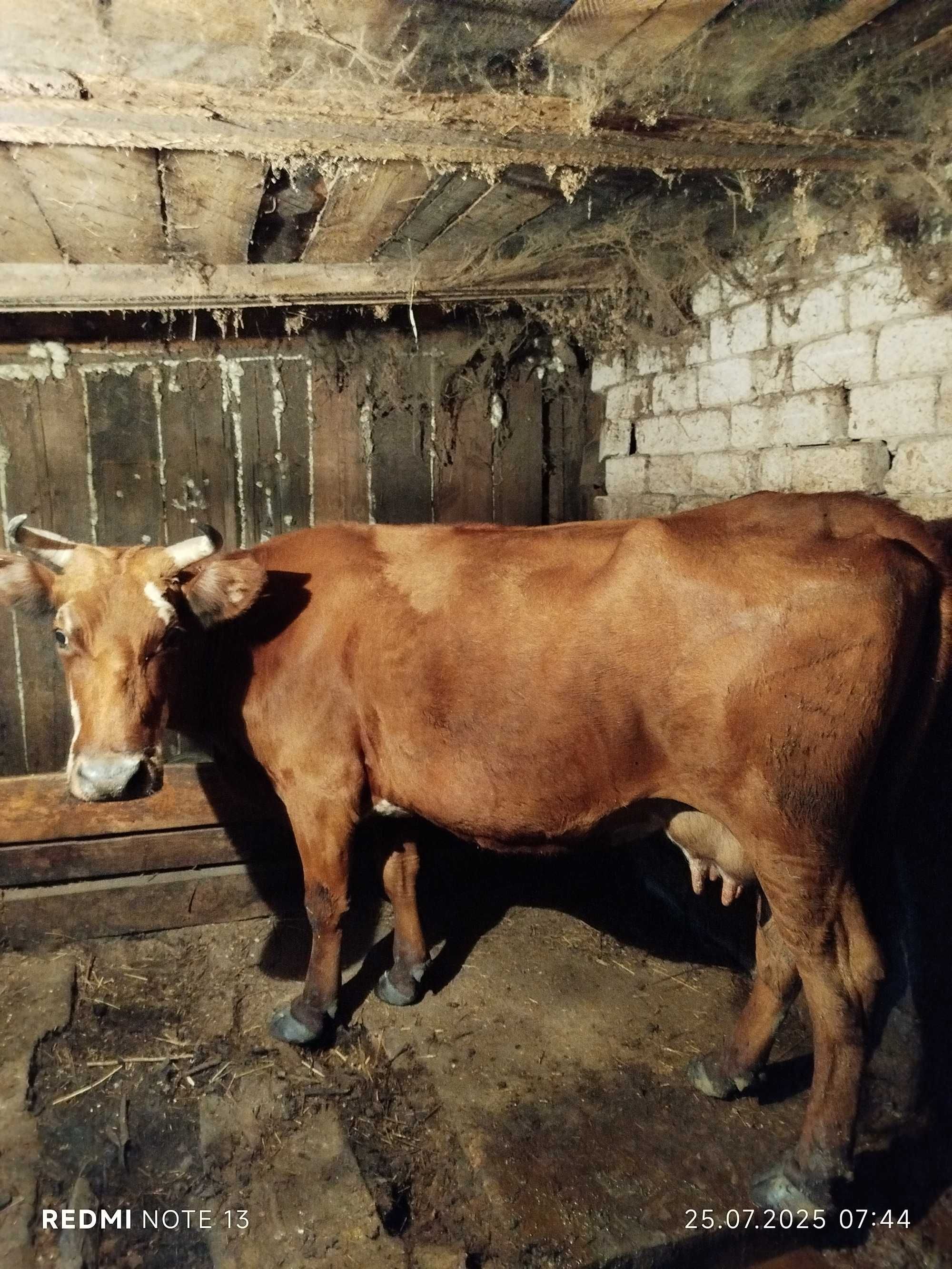 Продам дойную корову. С отличной жирностью молока.