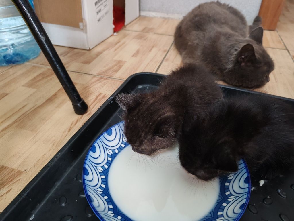 Отдам котят в добрые руки